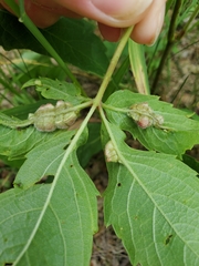 Dasineura parthenocissi