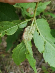 Dasineura parthenocissi