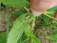 Dasineura parthenocissi