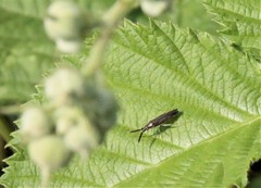 Heterotoma planicornis