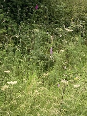 Anacamptis pyramidalis