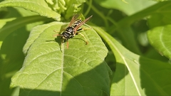 Polistes dominula