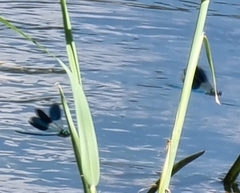 Calopteryx splendens
