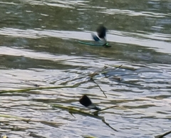 Calopteryx splendens