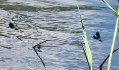 Calopteryx splendens