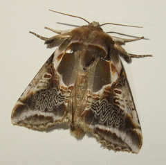 Habrosyne scripta