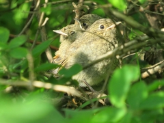 Phoenicurus coeruleocephala