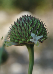 Cephalaria joppensis