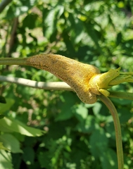 Puccinia sambuci