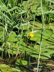 Nuphar lutea