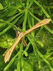Stenoptilia