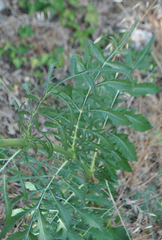 Cephalaria joppensis