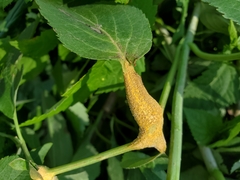 Puccinia sambuci