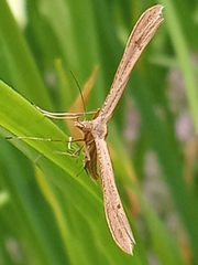 Stenoptilia