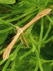 Stenoptilia