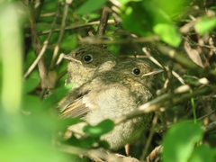 Phoenicurus coeruleocephala