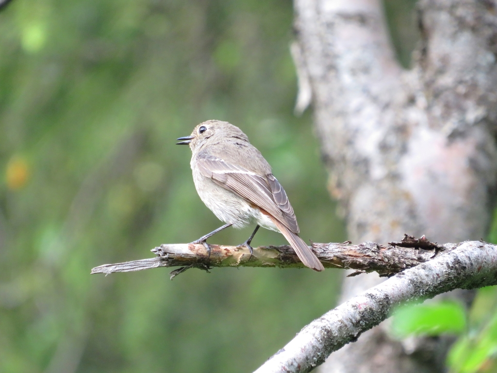 Blue-Capped Redstart