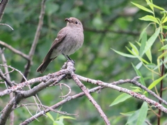 Phoenicurus coeruleocephala