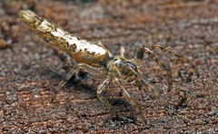 Cyclosa bacilliformis