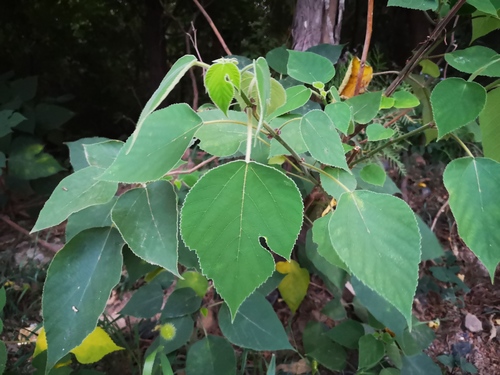 Paper mulberry
