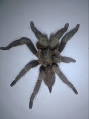Chilobrachys