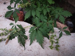 Vitex negundo heterophylla