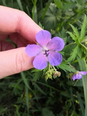 Geranium pratense