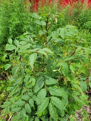 Fraxinus mandshurica