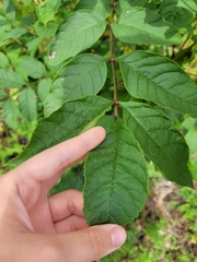 Fraxinus mandshurica