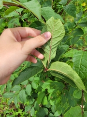 Fraxinus mandshurica