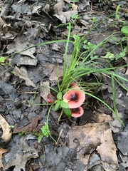 Russula subdepallens