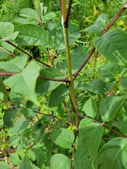 Fraxinus mandshurica