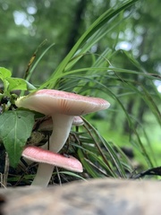 Russula subdepallens