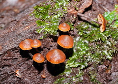 Kuehneromyces brunneoalbescens