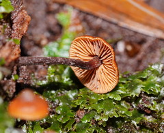 Kuehneromyces brunneoalbescens