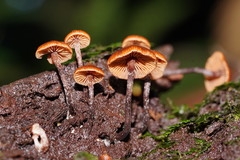 Kuehneromyces brunneoalbescens