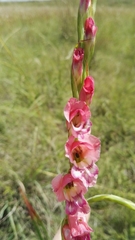 Gladiolus crassifolius