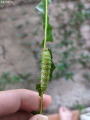 Acronicta psorallina