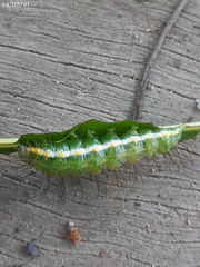 Acronicta psorallina