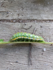 Acronicta psorallina