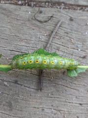 Acronicta psorallina