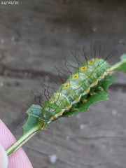 Acronicta psorallina