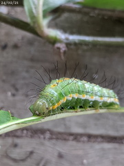 Acronicta psorallina