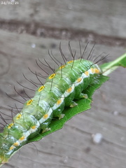 Acronicta psorallina