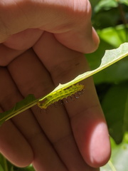Acronicta psorallina