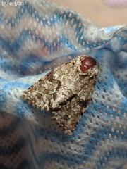Acronicta psorallina