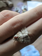Acronicta psorallina