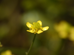 Ranunculus ophioglossifolius