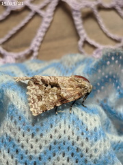 Acronicta psorallina