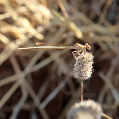 Platycnemis dealbata